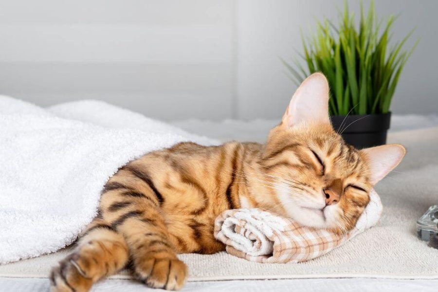 quantas horas um gato dorme